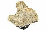 Fossil Hadrosaur Partial Vertebra w/ Metal Stand - South Dakota #335502-2